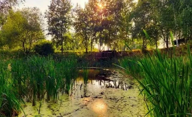 🌳 В Братеевском каскадном парке взялись за ещё один водоём