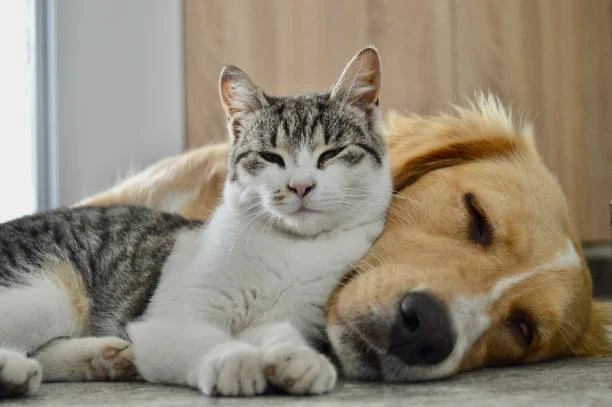 🐾 Мы объявляем сбор корма для животных.
