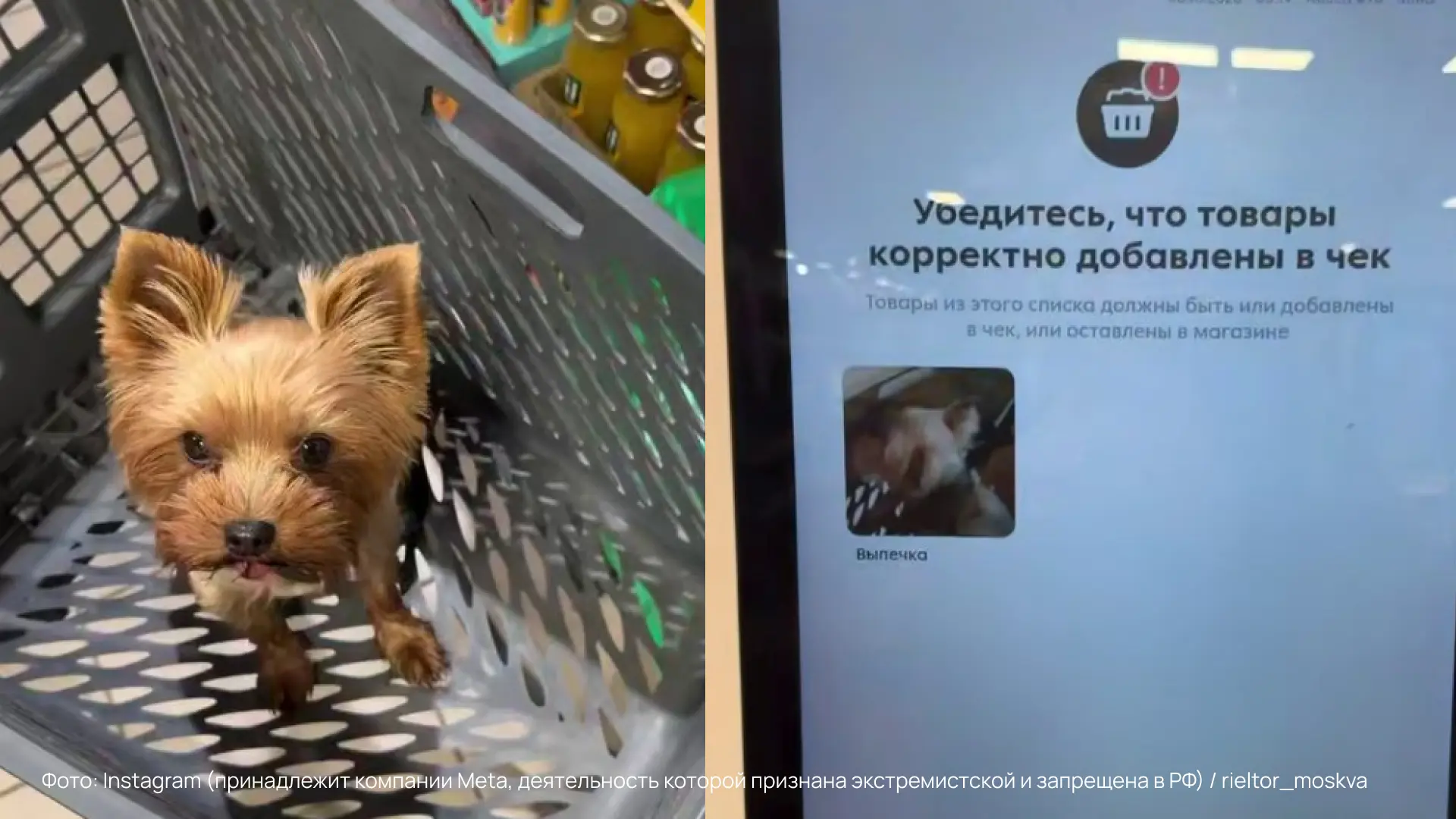Умная касса опознала собачонку как булочку