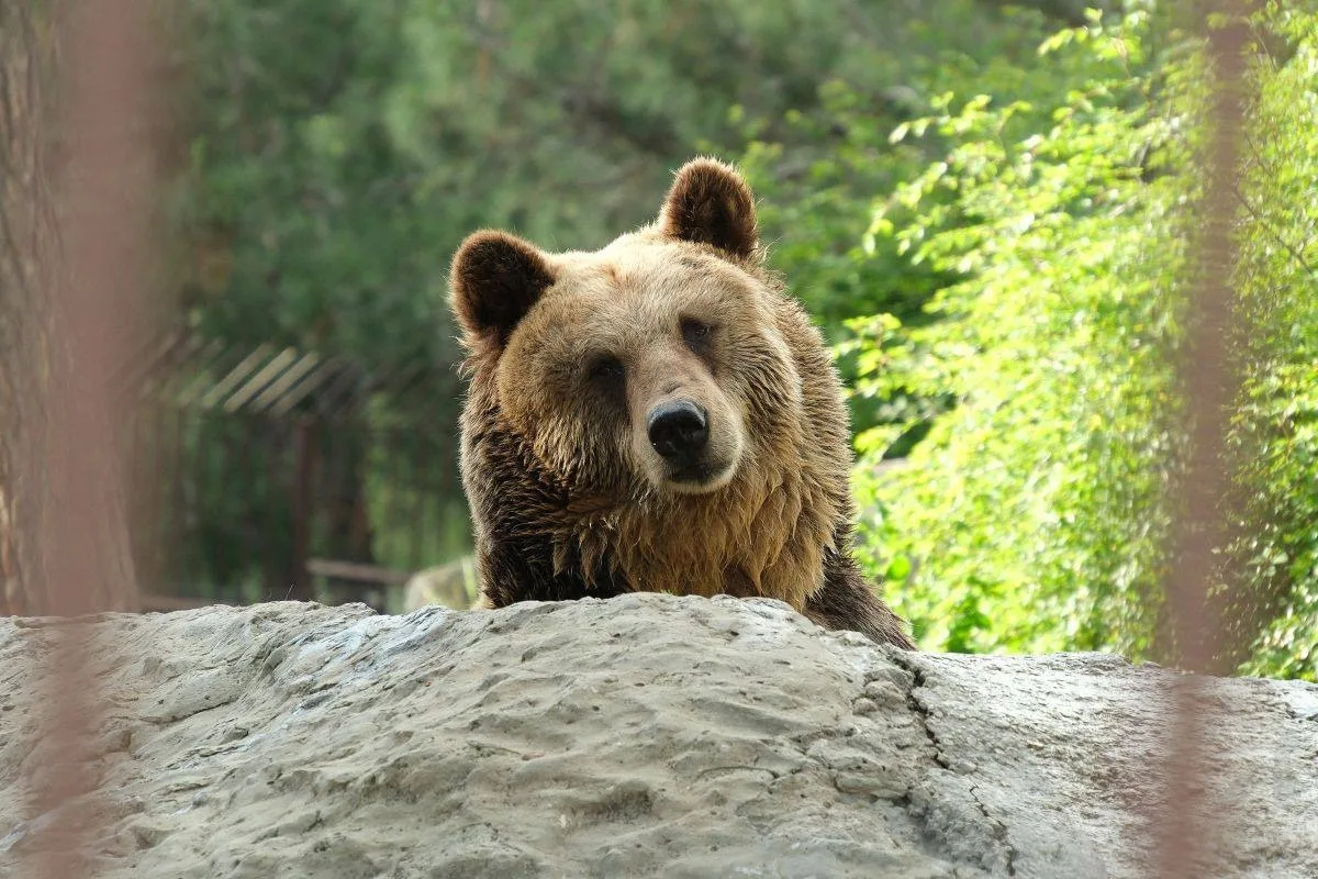 🐻 Около 25 человек погибли после нападений медведей в России с начала года.