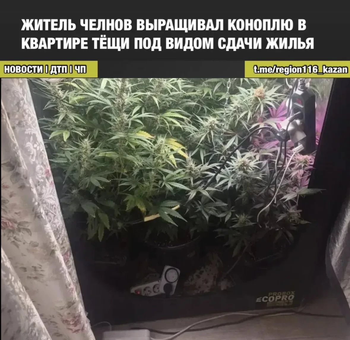 Аренда превратилась в плантацию