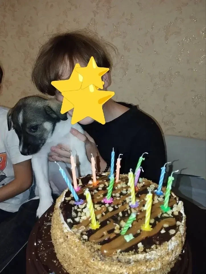 Хочу поделиться счастливыми моментами двух малышей, которые нашли свой дом и хозяина😍❤️