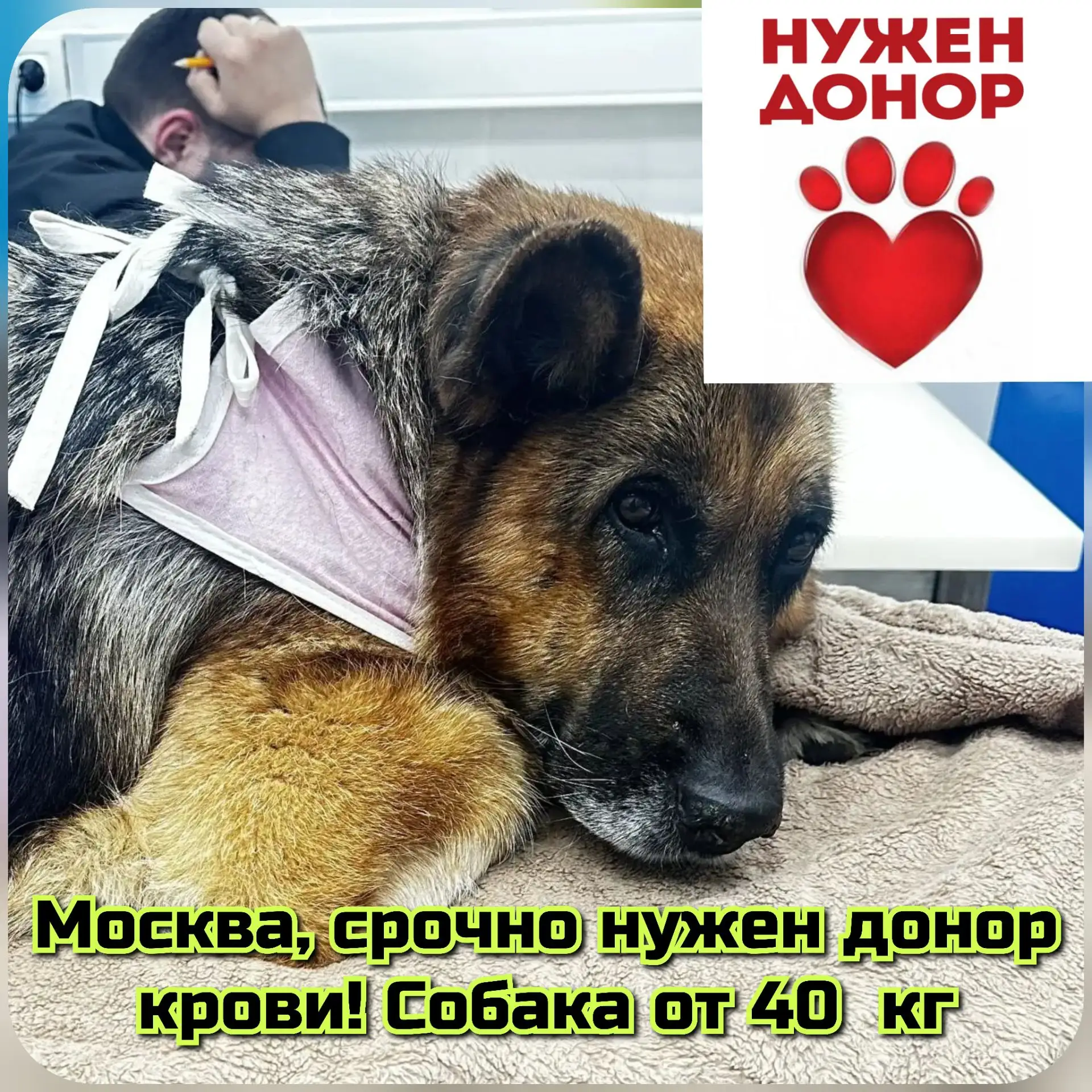 Москва, собаке срочно нужен донор! 🙏 Вес от 40 кг