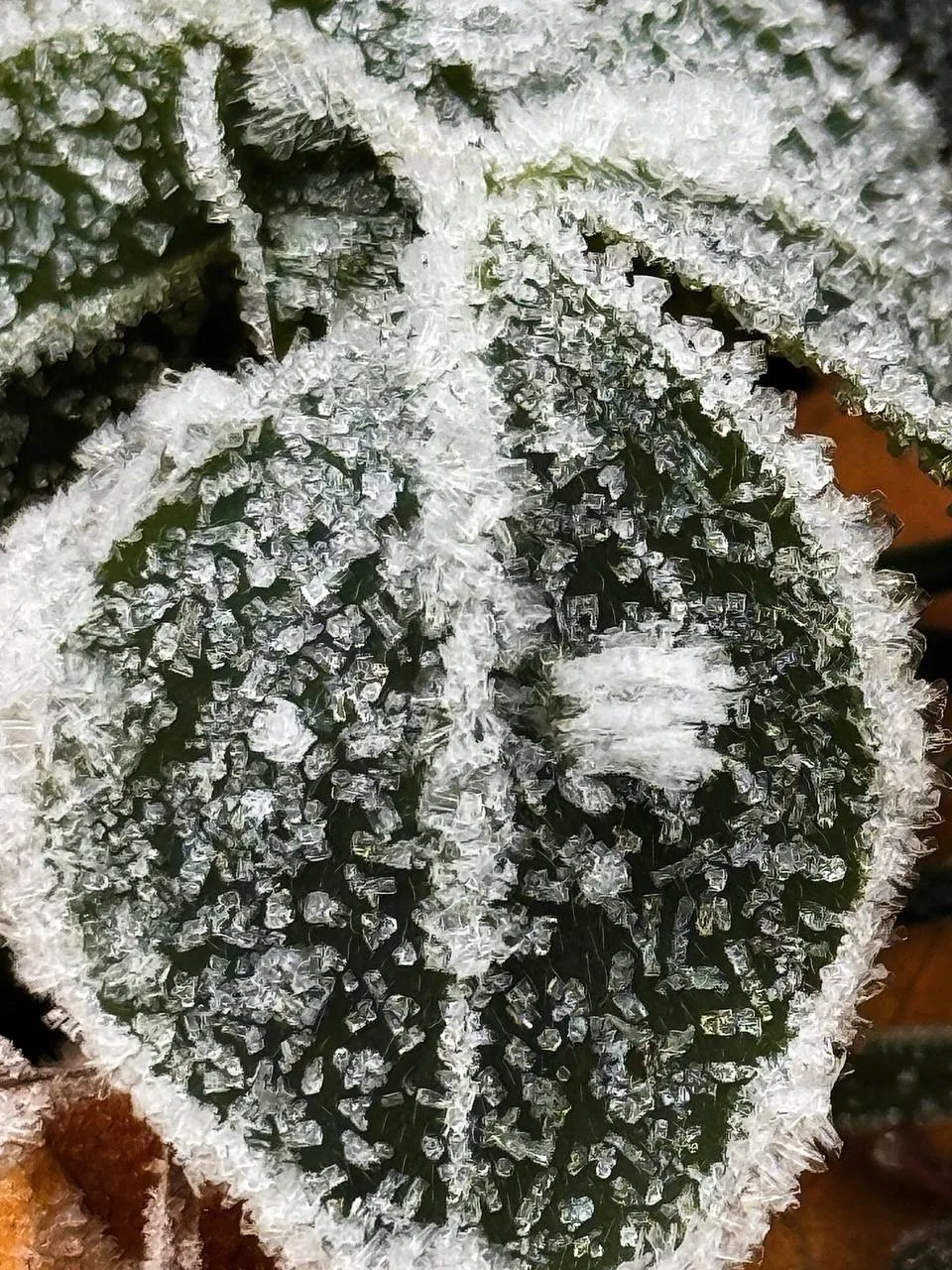 🍂❄️Доброе утро! Хрустальное кружево первых заморозков напоминает о приближающейся зиме.