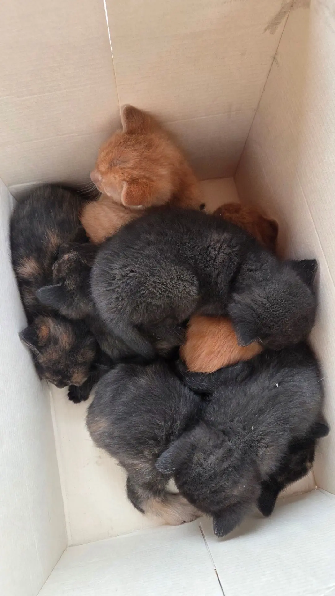 Срочно! Нужна передержка!!! 7 котят