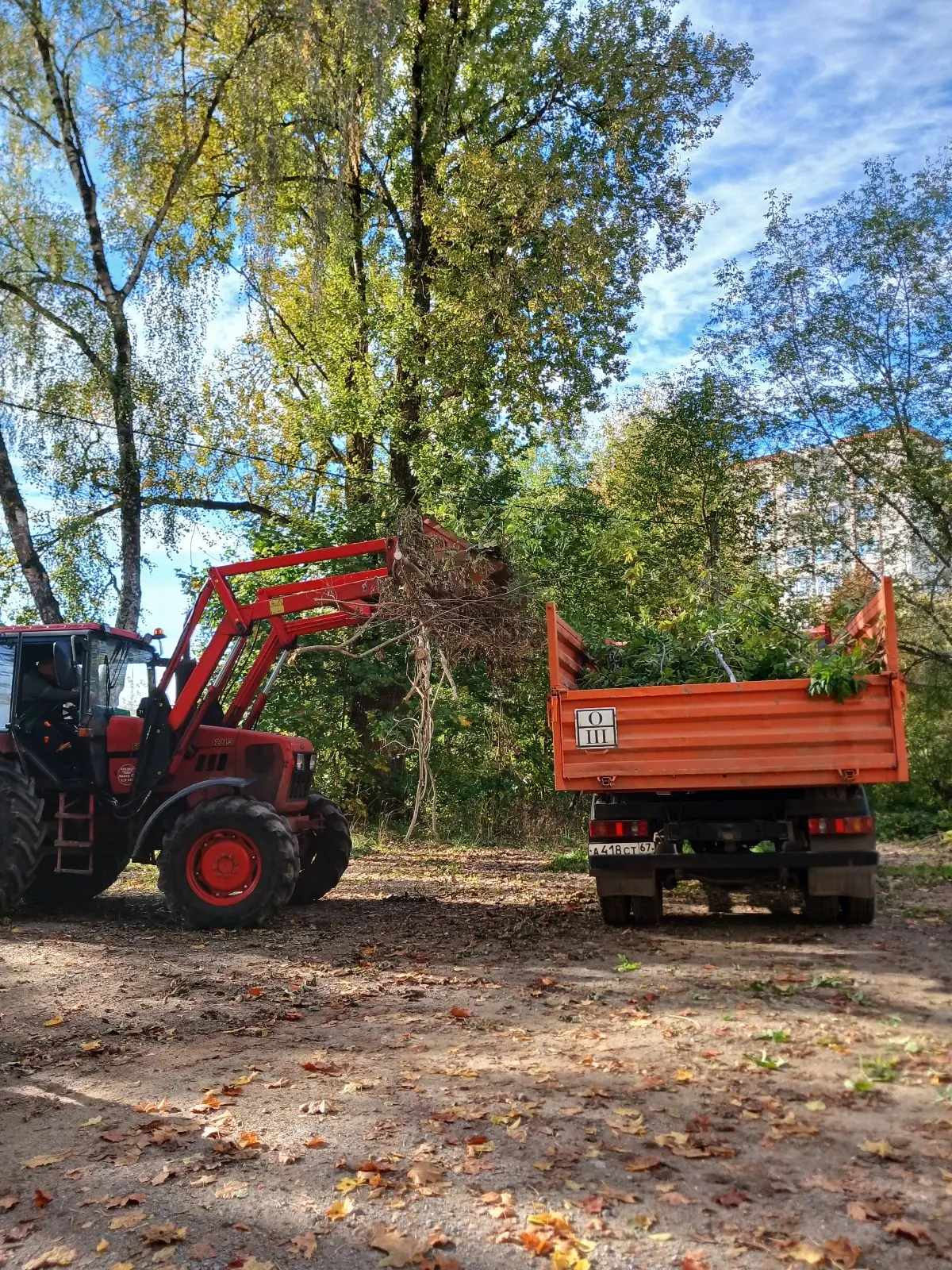 🌳🧹 Убираем ветки после обрезки и непогоды