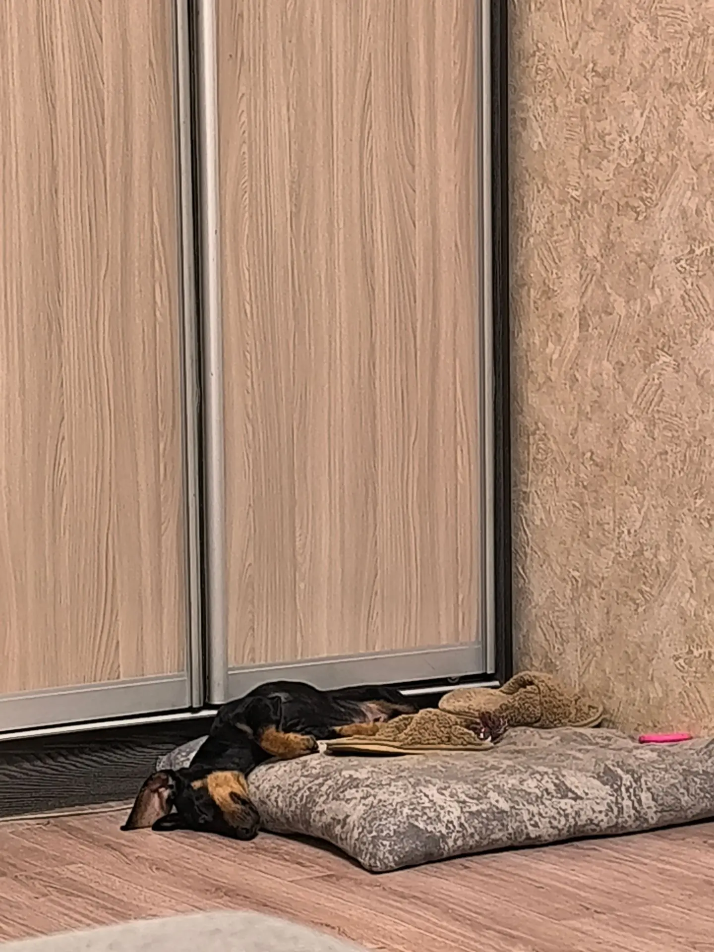 Тапки самое главное рядом,остальное не важно🐶😂🥹
