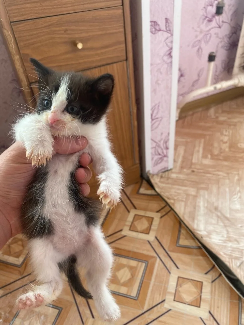 Срочно котята девочки в добрые руки !!!