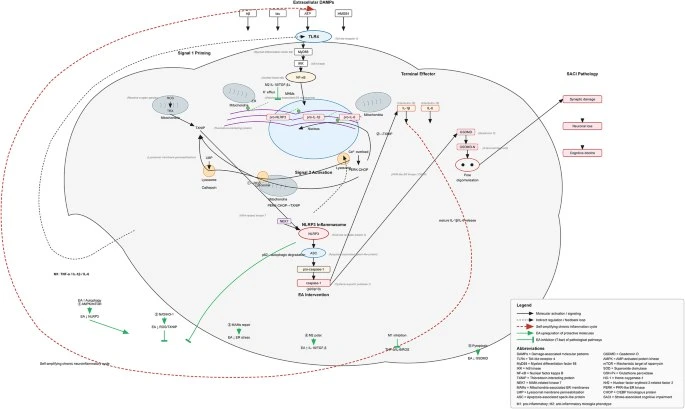 🧠 Электроакупунктура против старения мозга: новые данные