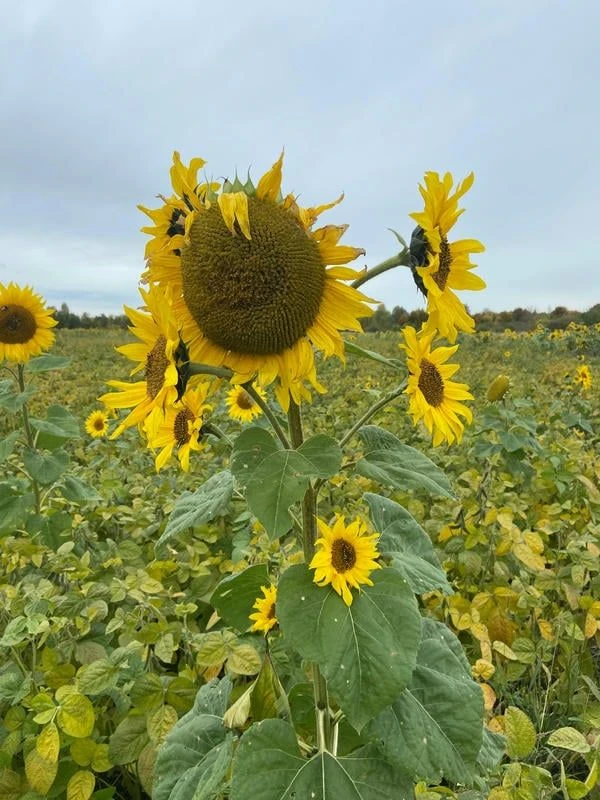🌻🌻🌻Подсолнухи в октябре