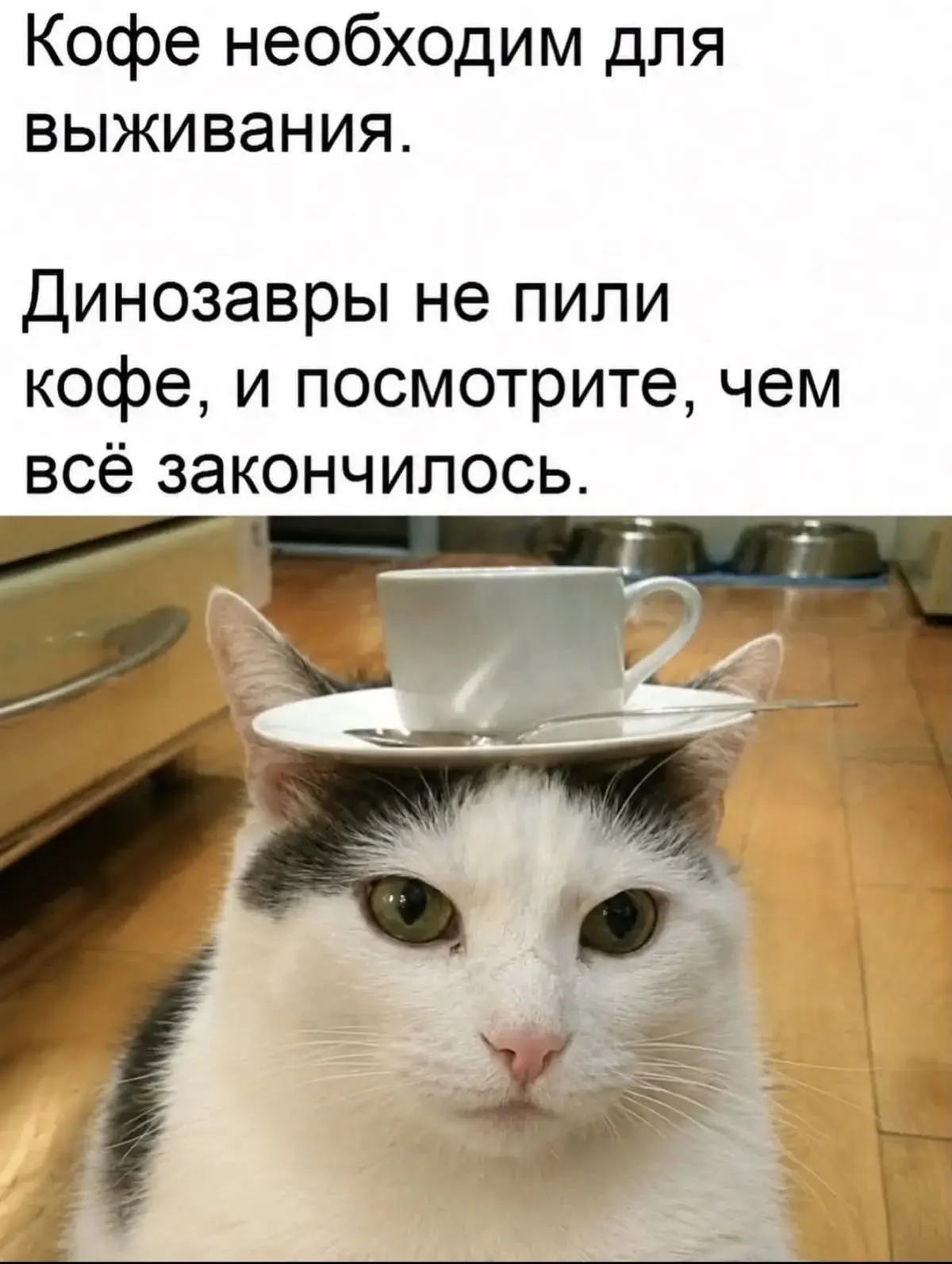☕ «Без кофе я не выживу… Ну ладно, выживу, но это будет грустная, медленная версия меня»