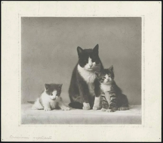 Кошачий «Семейный портрет» из 1920-х