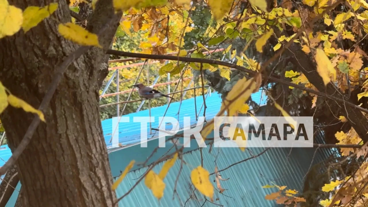🕊️ На территории ГТРК «Самара» заметили лесную гостью