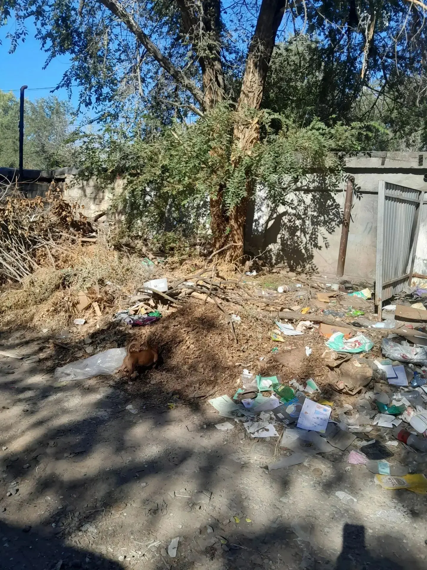 🗑 «Живём на свалке в прямом смысле!» — жители Астрахани возмущены состоянием своего двора
