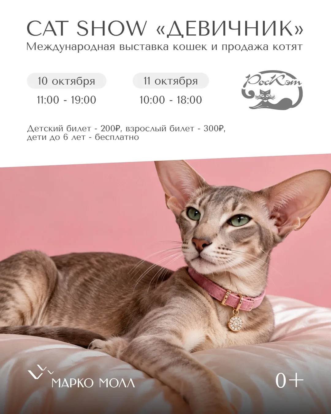 Выставка кошек «Девичник» 🐾