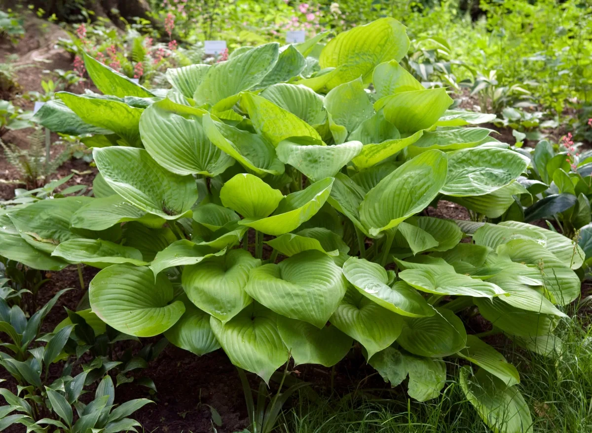 Огромная хоста «Сам энд Сабстанс» (Hosta 'Sum and Substance') — тот редкий случай, когд...