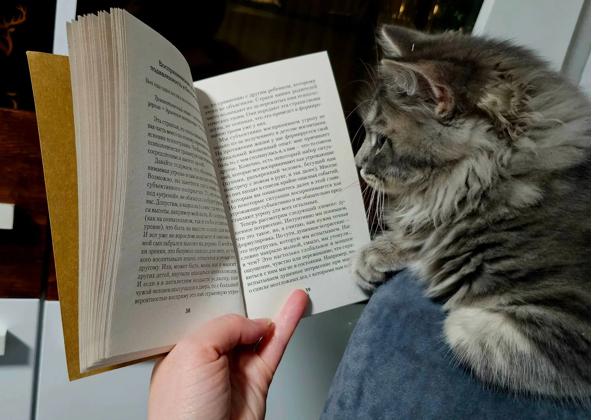 Хроники пушистого академика 🐾📚