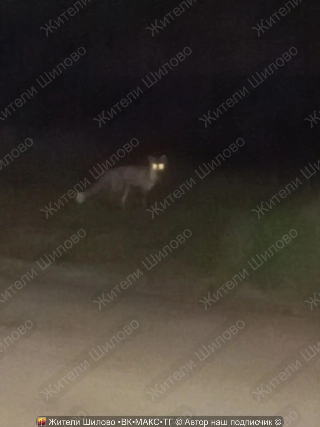 🦊 Хвостатая замечена в Шилово