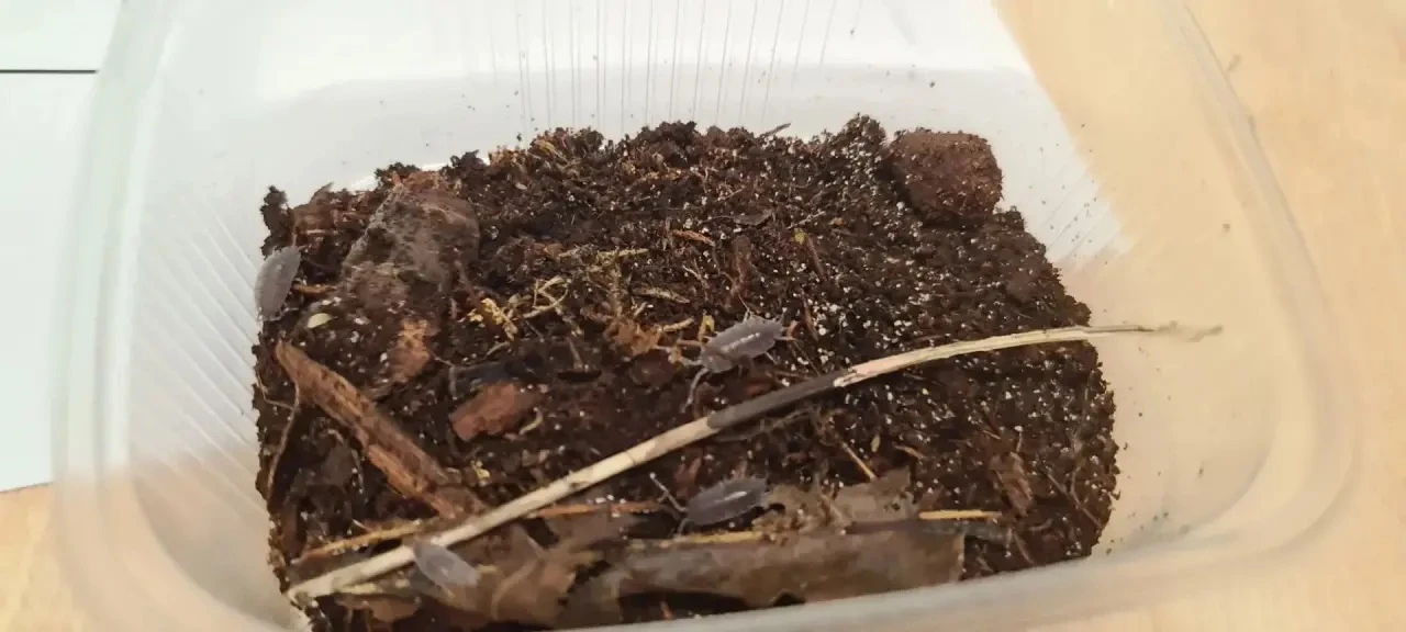 🌱 Что скрывает обычная горсть земли? Третьеклассники выяснили!