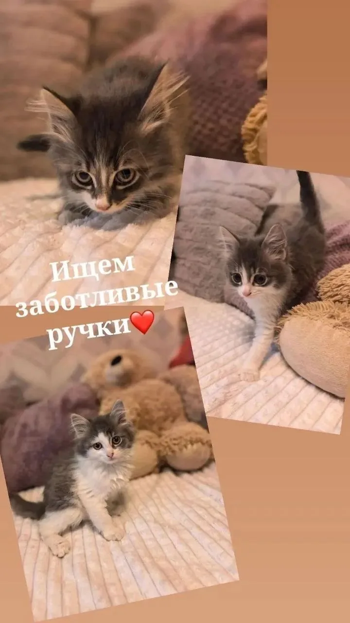 Пять очаровательных котят ищут заботливых хозяев 🐾 Эти маленькие пушистые комочки гото...