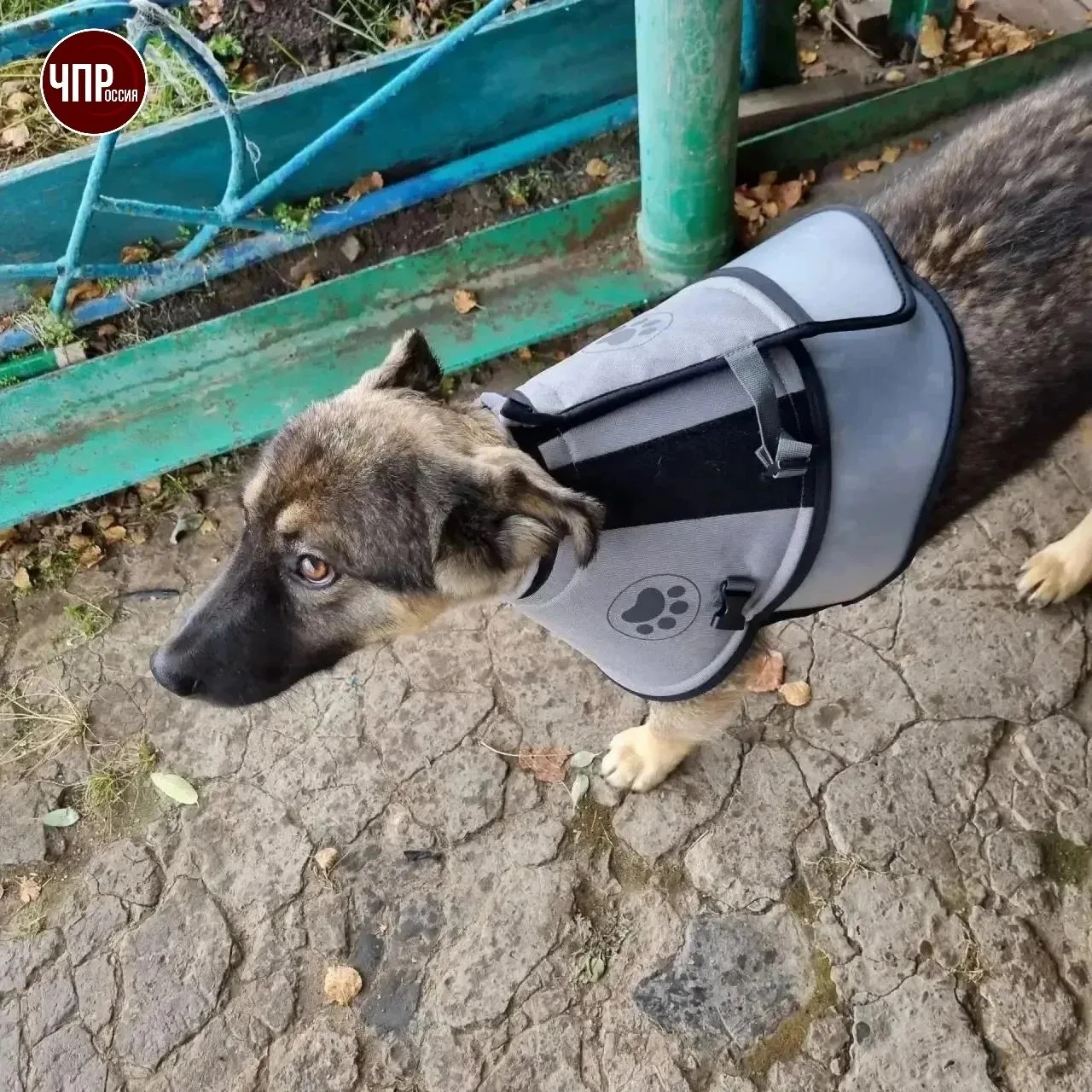 🥺Щенок бросился на медведя и спас хозяев.