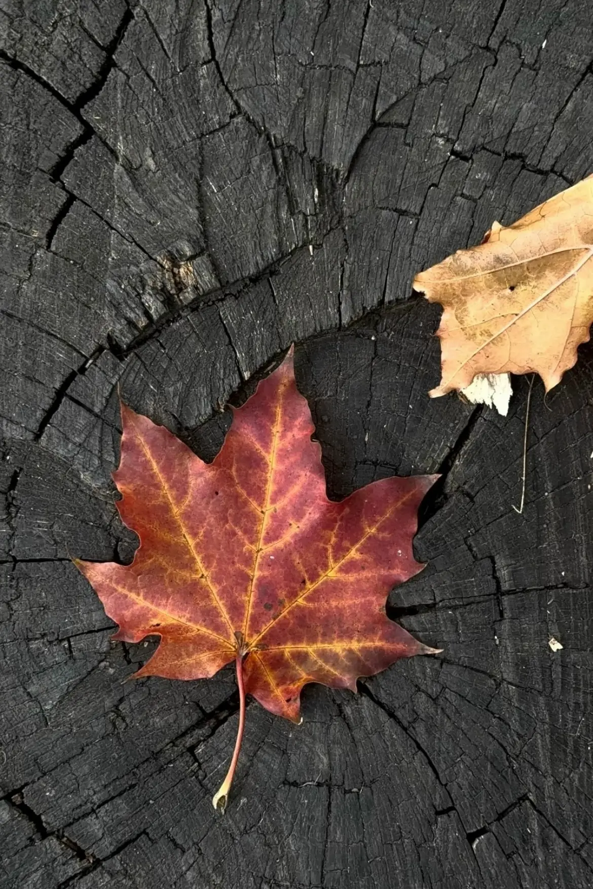 🍂🍁Осень🍁🍂