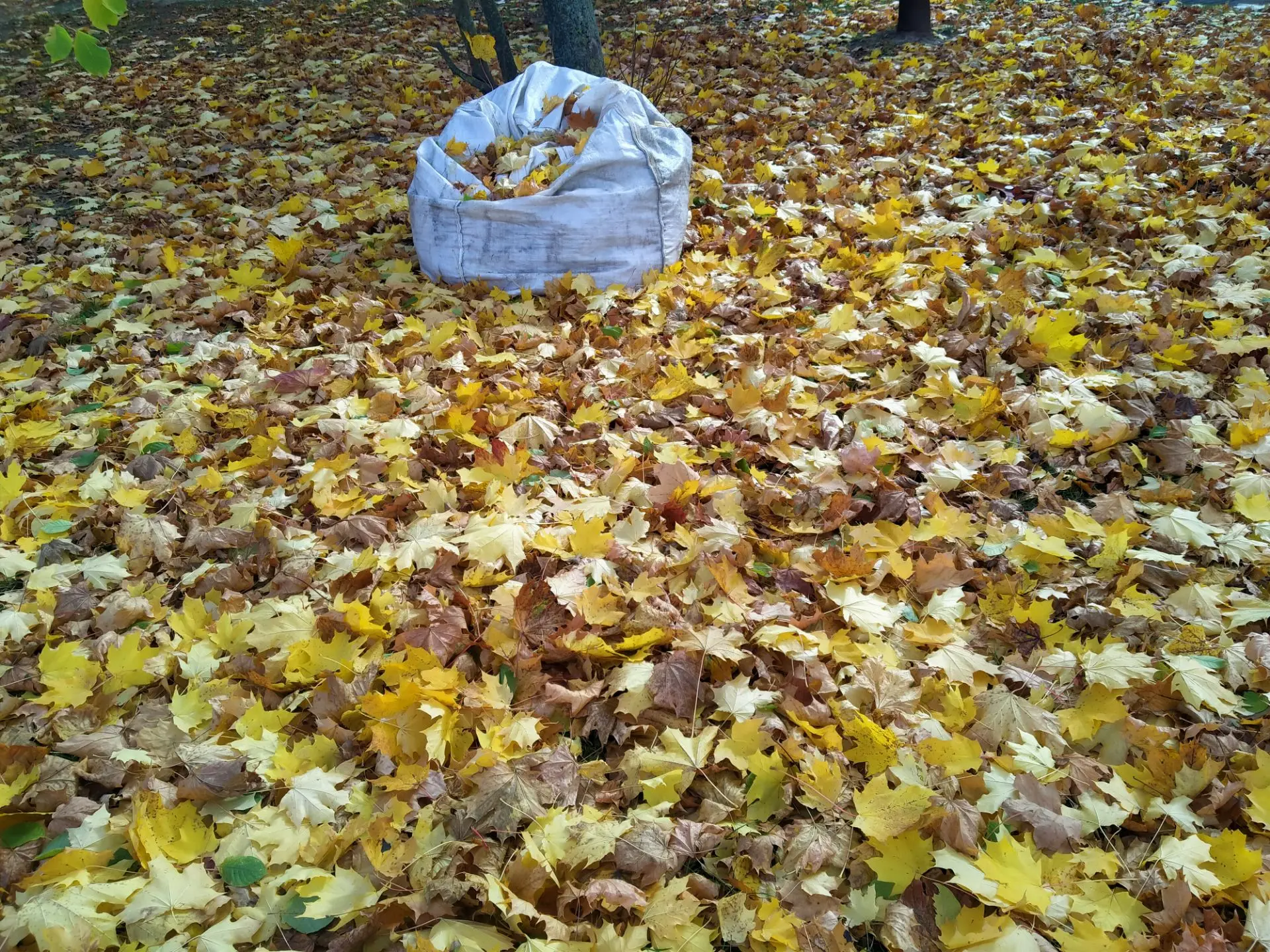 🍁Жительница Железногорска благодарит работников ГКС за их труд