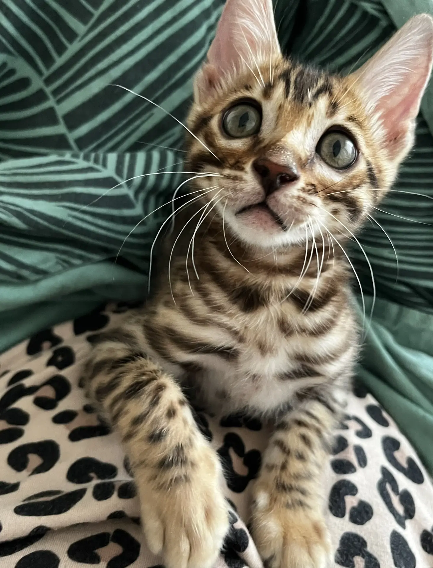 Продолжение серии постов на тему: «Как жить с бенгалом и не сойти с ума»🐆♥️