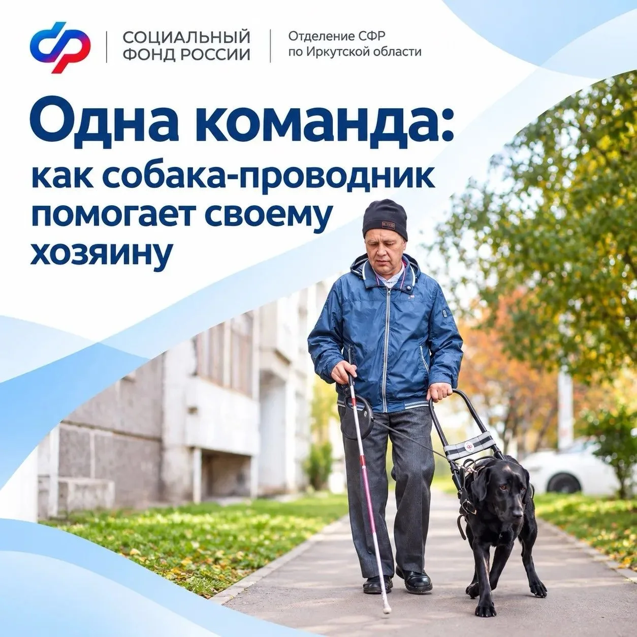Уже четыре месяца лабрадор Дарби помогает жителю Иркутской области Алексею Тараповскому...