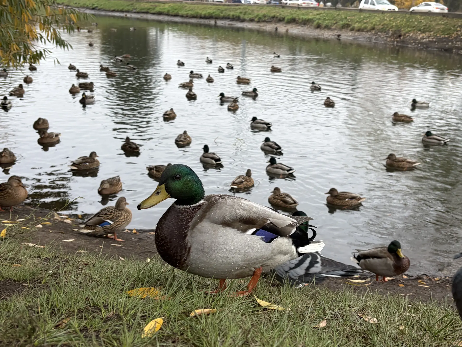 🦆В Омске на воде замечен массовый сбор пернатых