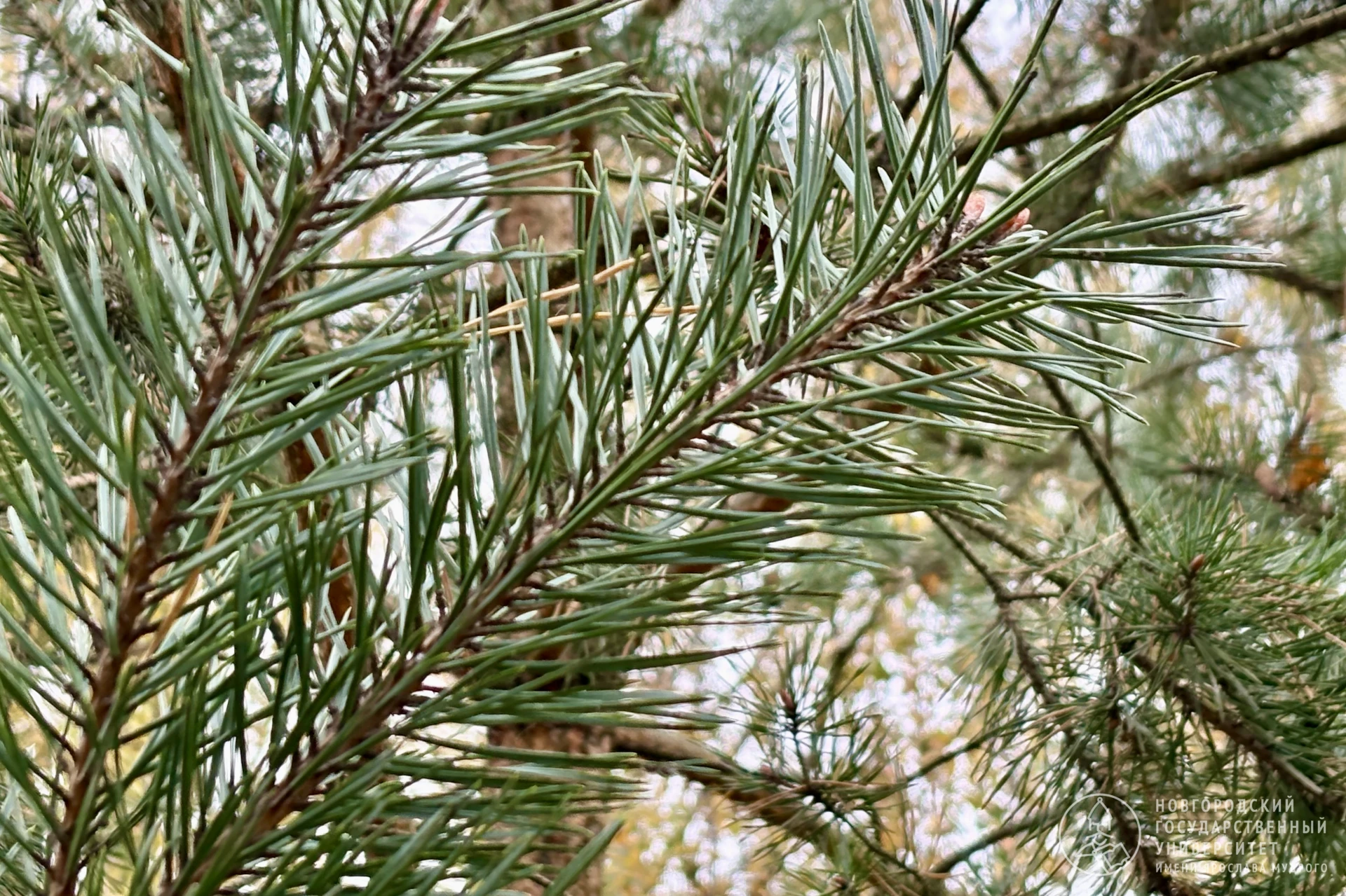 🌲Кора и иголки — вот мои документы!