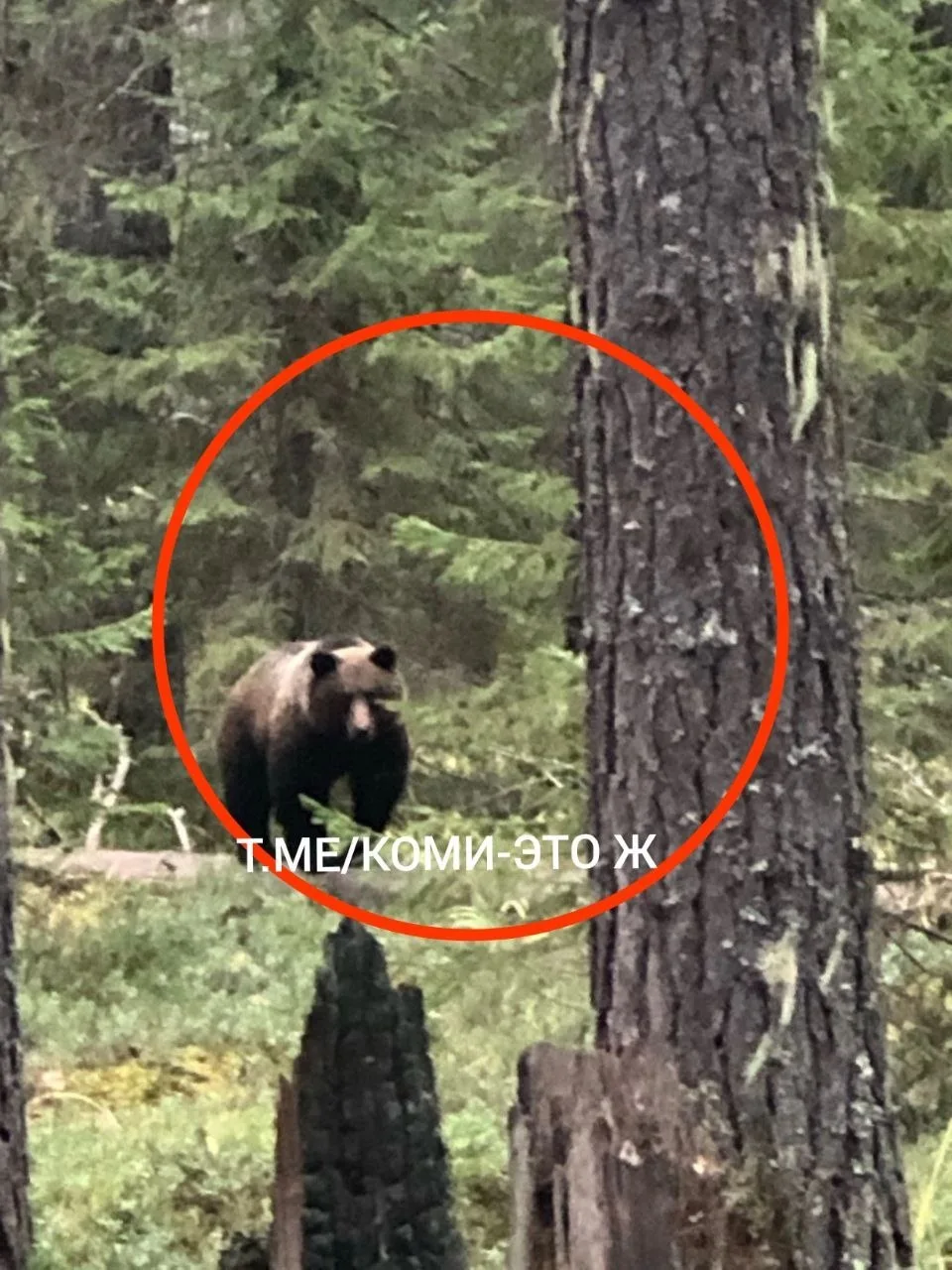 Рядом с поселком Вухтым бродит медведь.
