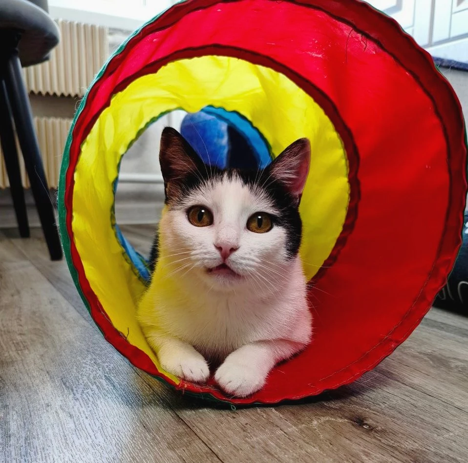Котюн и Лягушонка ищут свою семью...