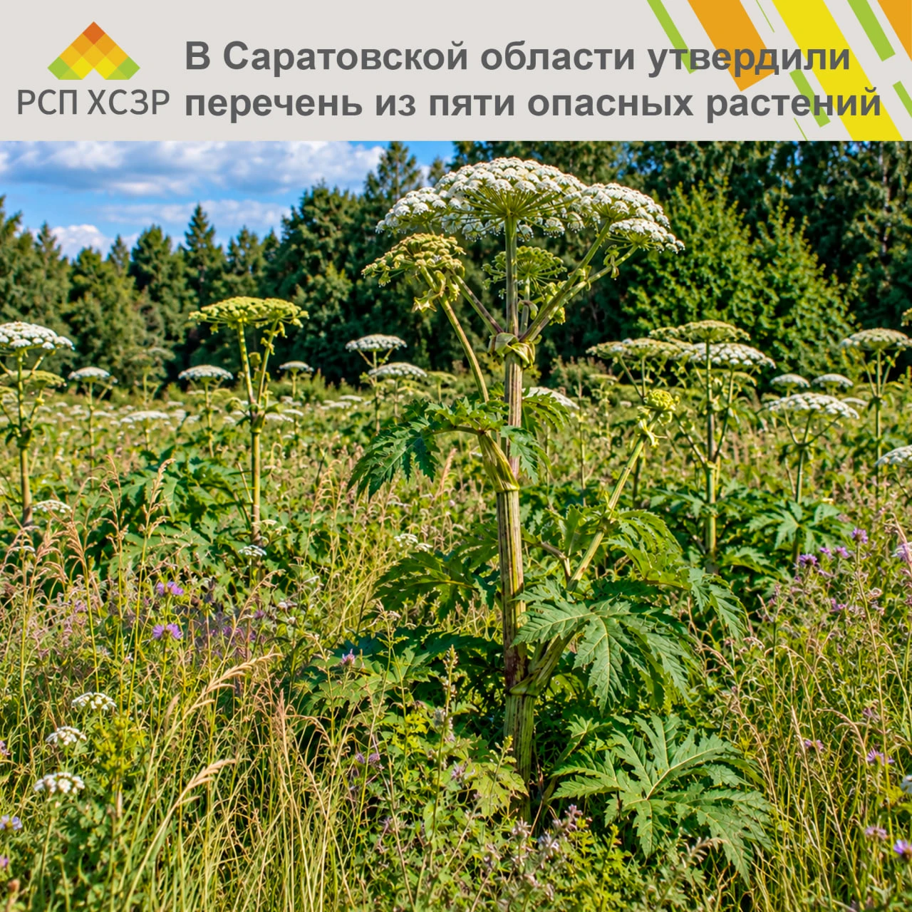 ❌🌿 В Саратовской области утвердили перечень из пяти опасных растений, подлежащих уничт...