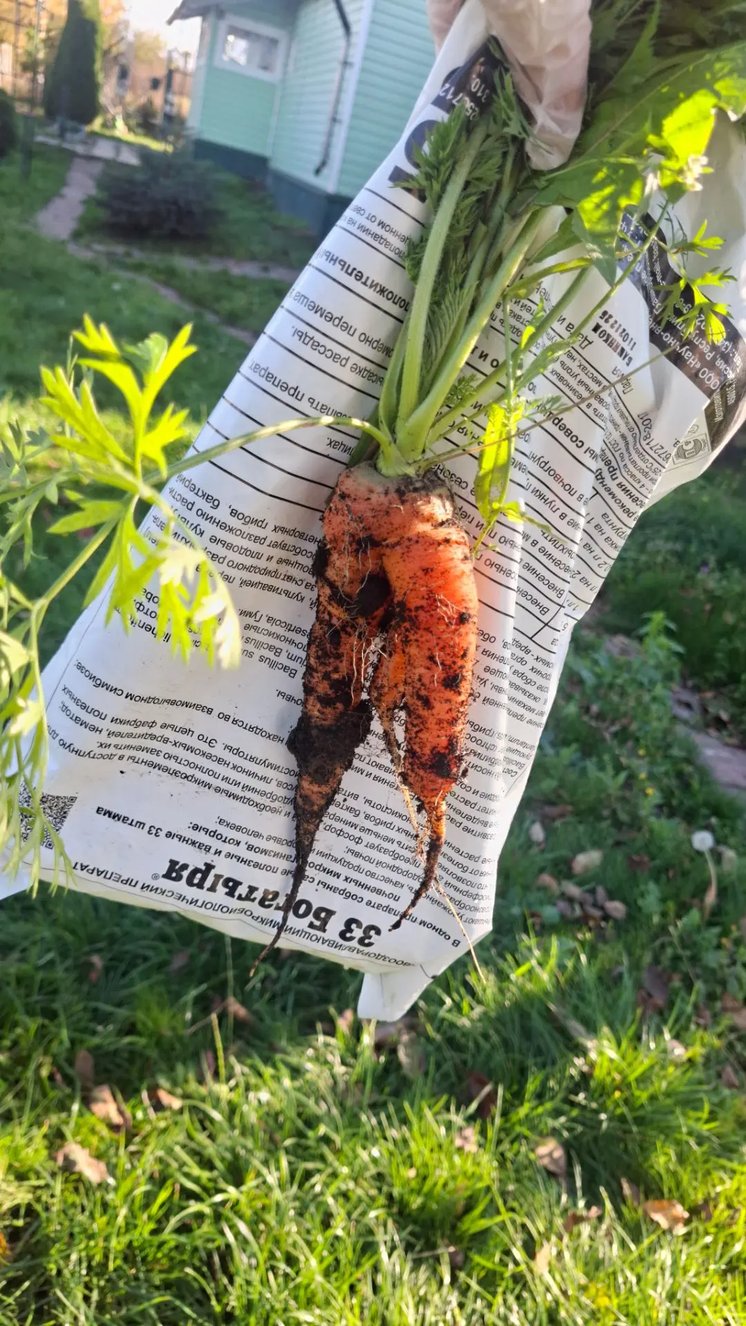 Урожай, который я пропустила,  вот собрала. Морковь осенняя, встречайте 🧡
