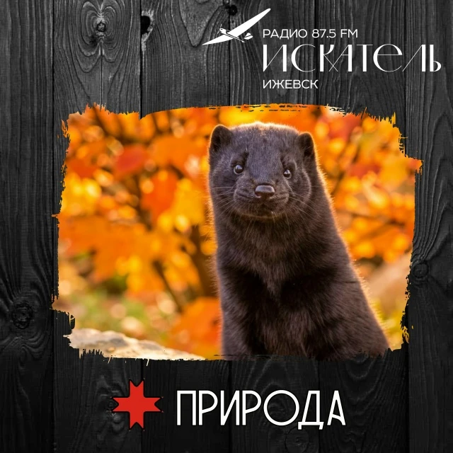 🦡 Чёрный хорь: ночной охотник на грызунов