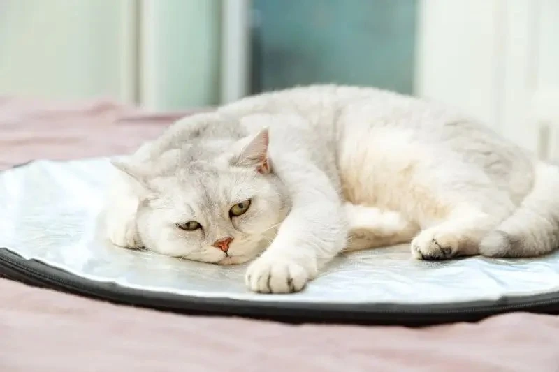 😾 Кошачий стресс: почему его нельзя оставлять без внимания