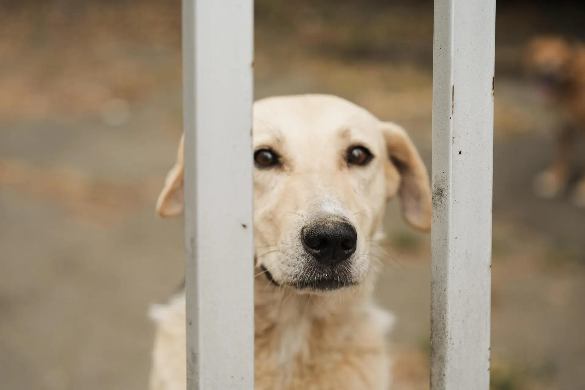 🐾 В Краснодаре строят второй приют для животных