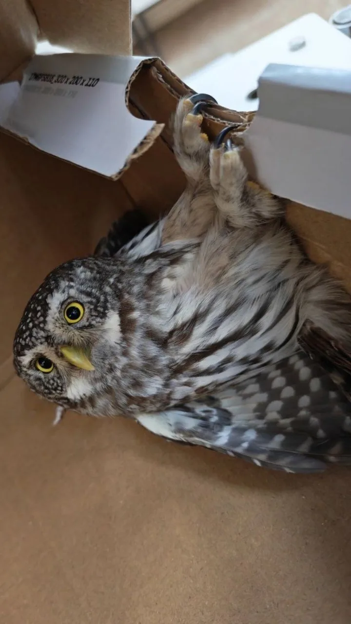 🦉В Гродненском зоопарке спасают "подкидыша"