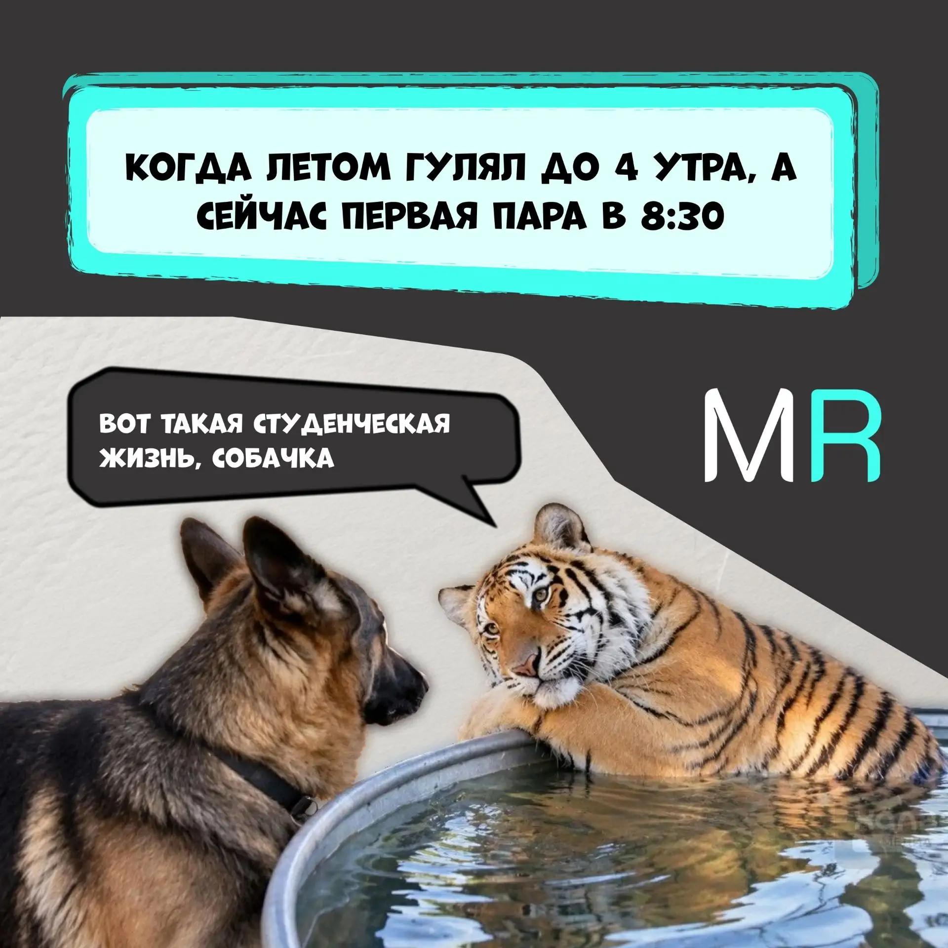 Вот такая студенческая жизнь, собачка 🐶