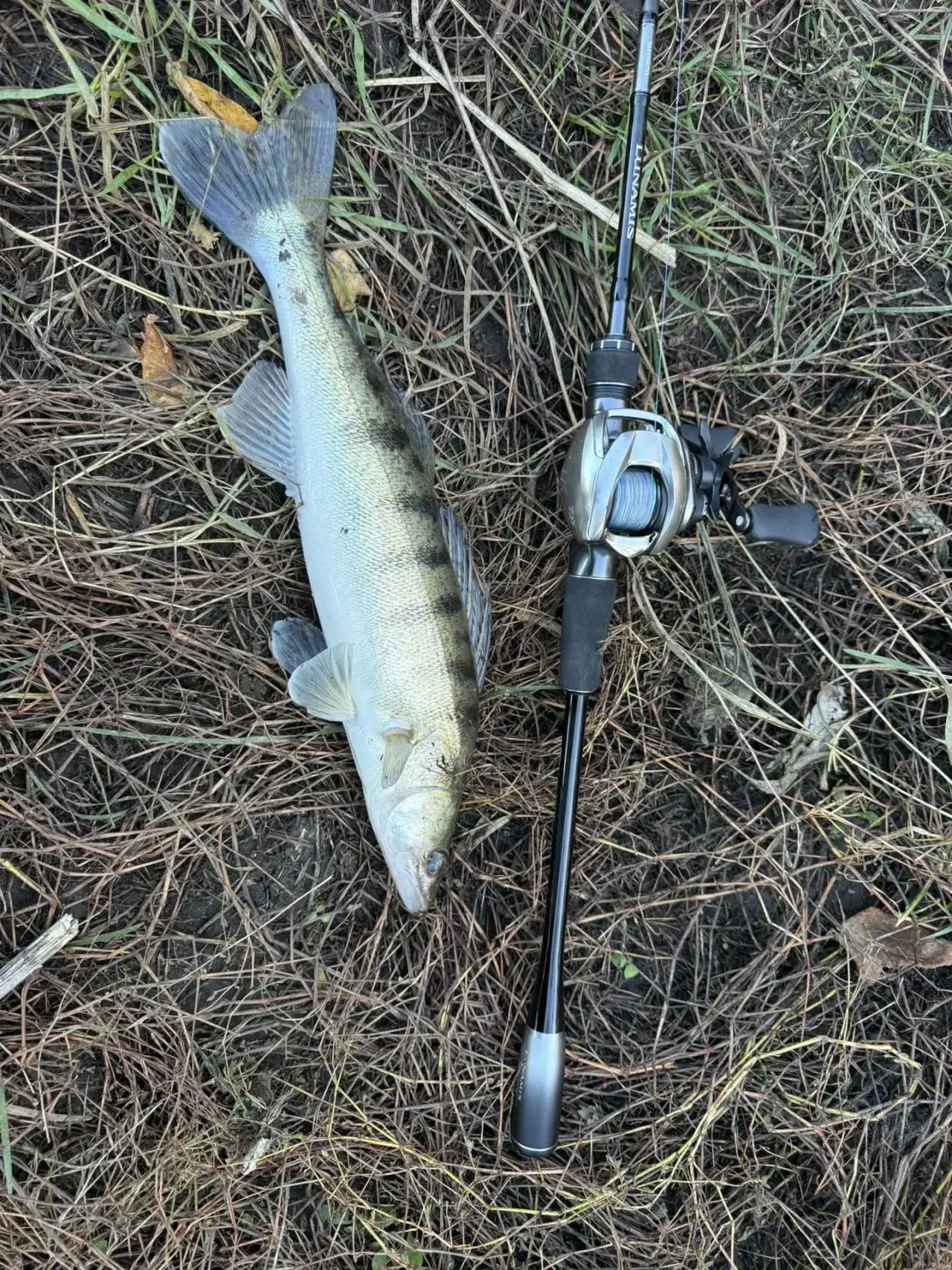Конечно уже три недели активничает разбойник 🎣