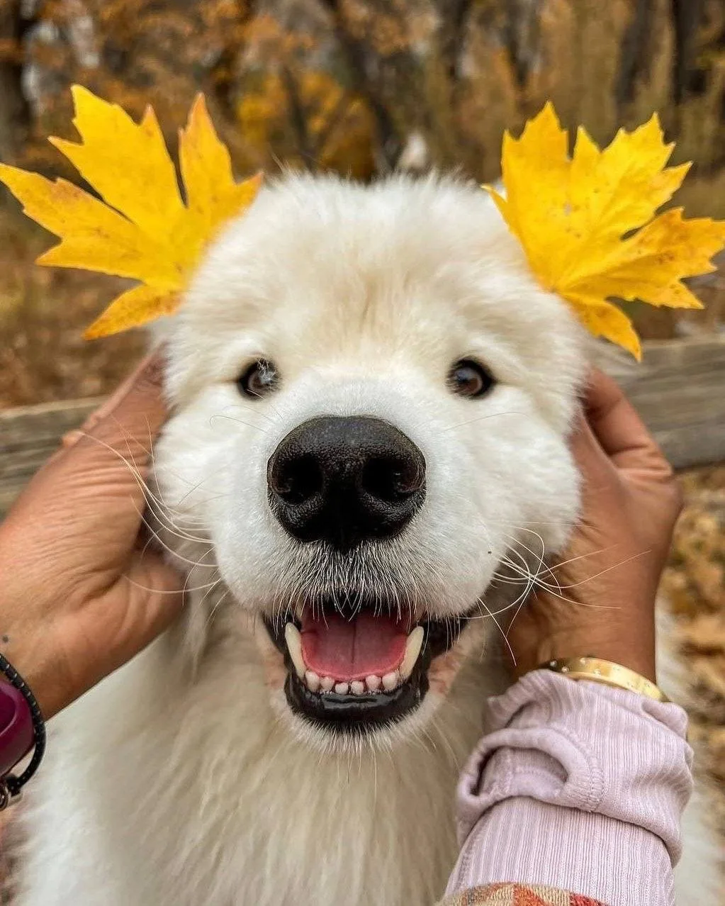 Доброе утро ☀️🍁