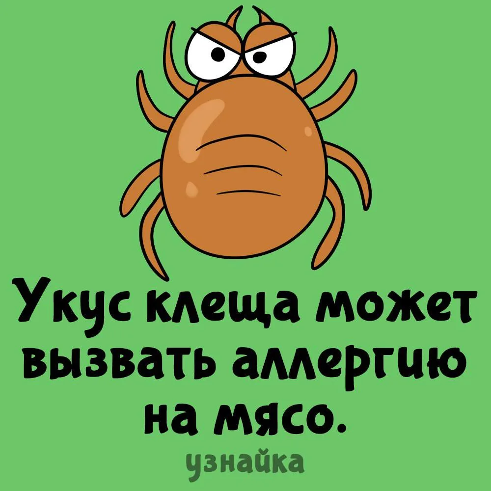 Такой клещ с белым пятном на спинке🪲