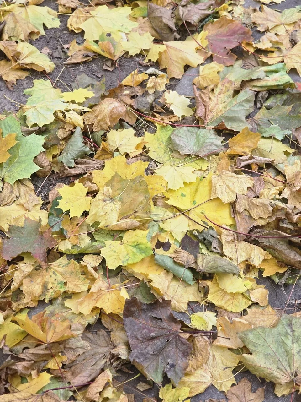 Осень в Зеленограде прекрасна 🍂 А эти шуршащие ковры под ногами в лесочке или на безлю...