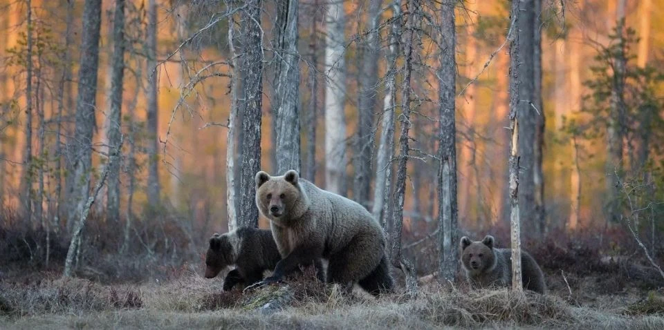 🐻 В Татарстане добыли первого медведя после возобновления охоты