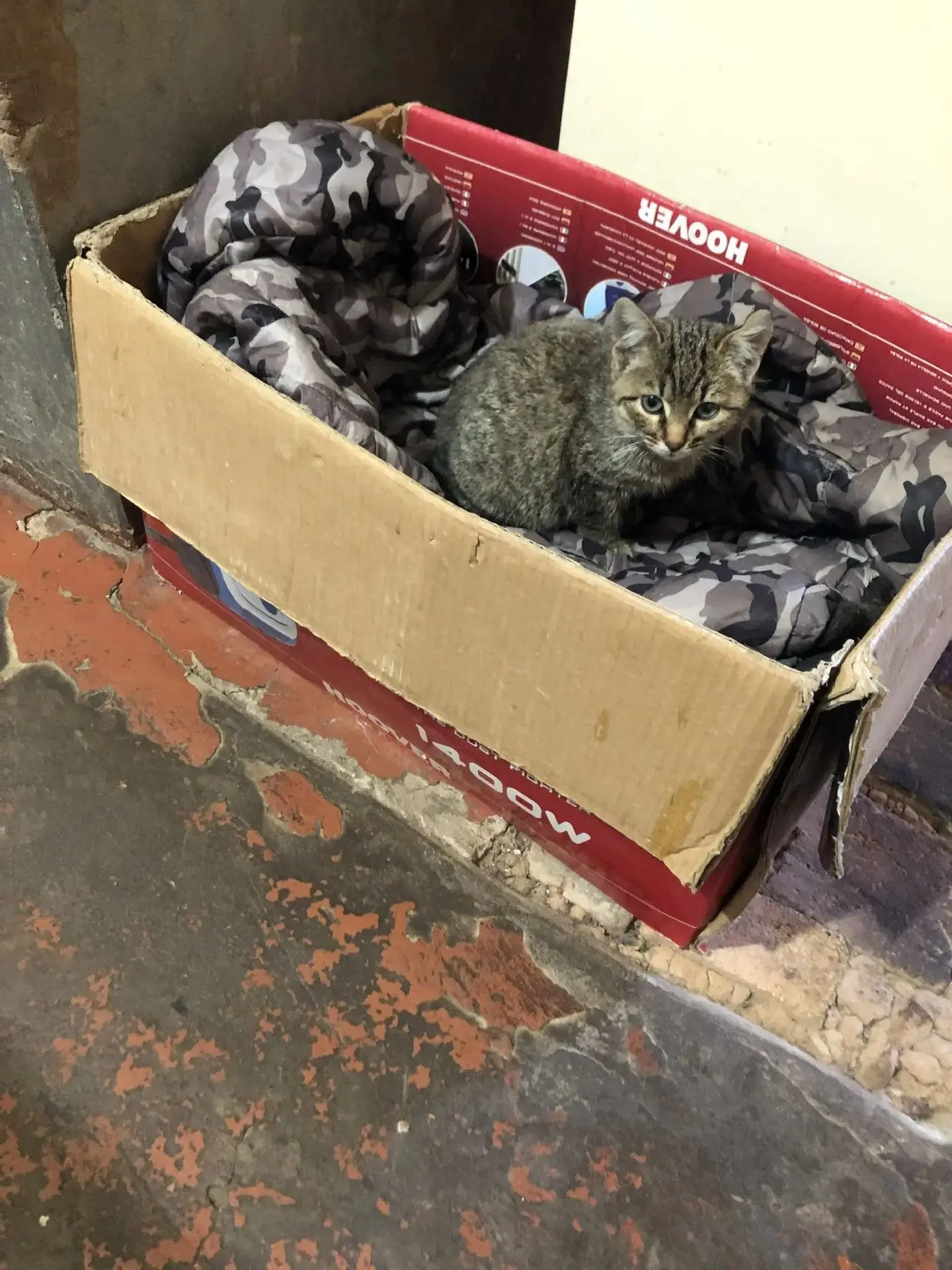 Отдам котенка в добрые руки, девочка