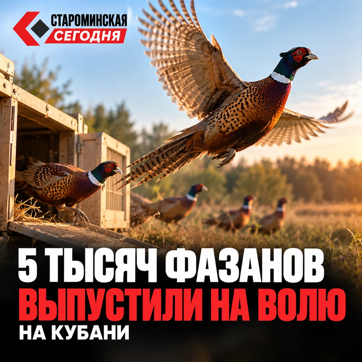 🪶 5 тысяч фазанов выпустили на волю на Кубани