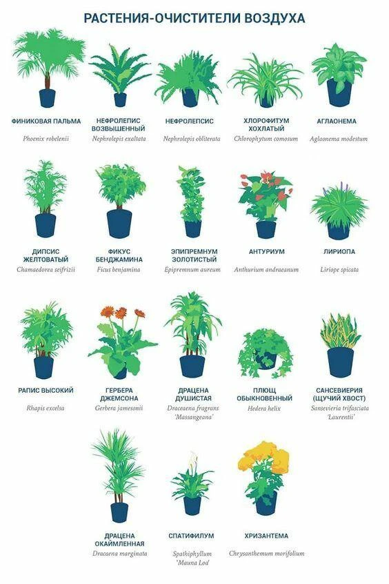 Растения-очистители воздуха для ваших комнат🌱