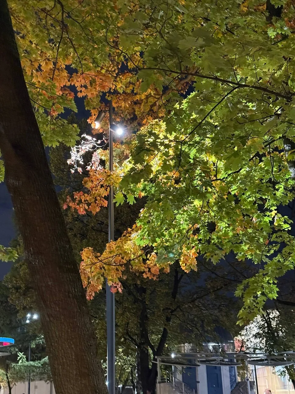 🍂Очень красивая осень и позитивная атмосфера в парке Сокольники!