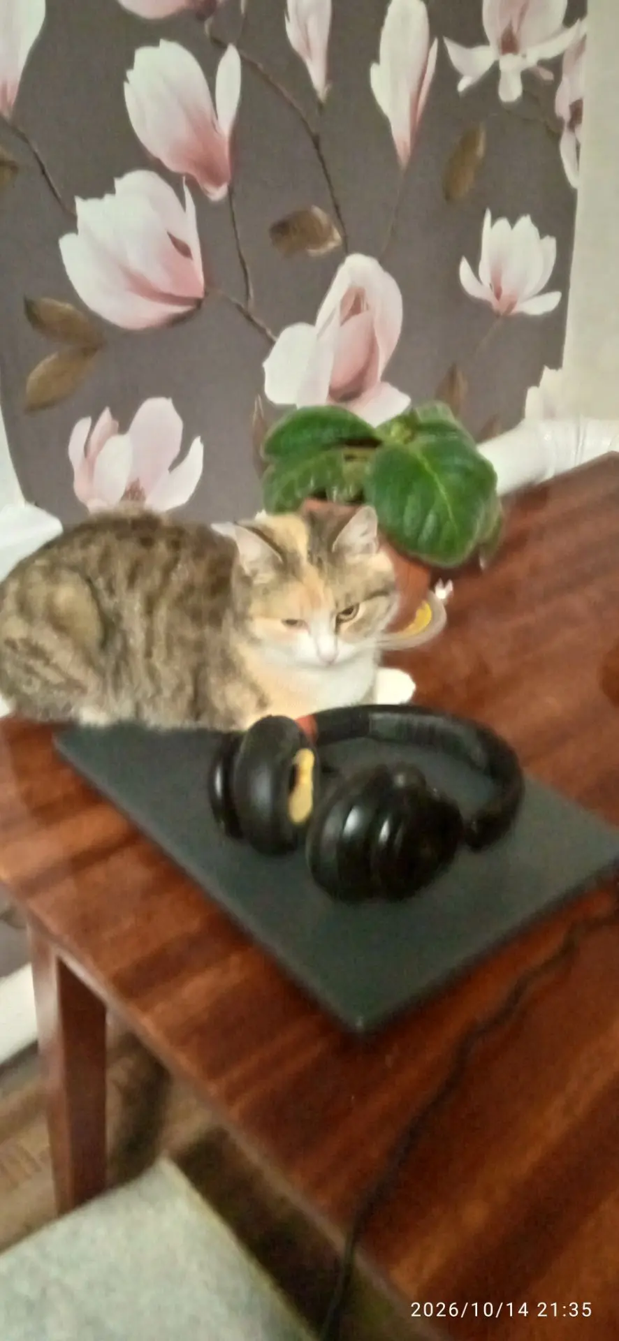 🐶🐱Добро пожаловать!